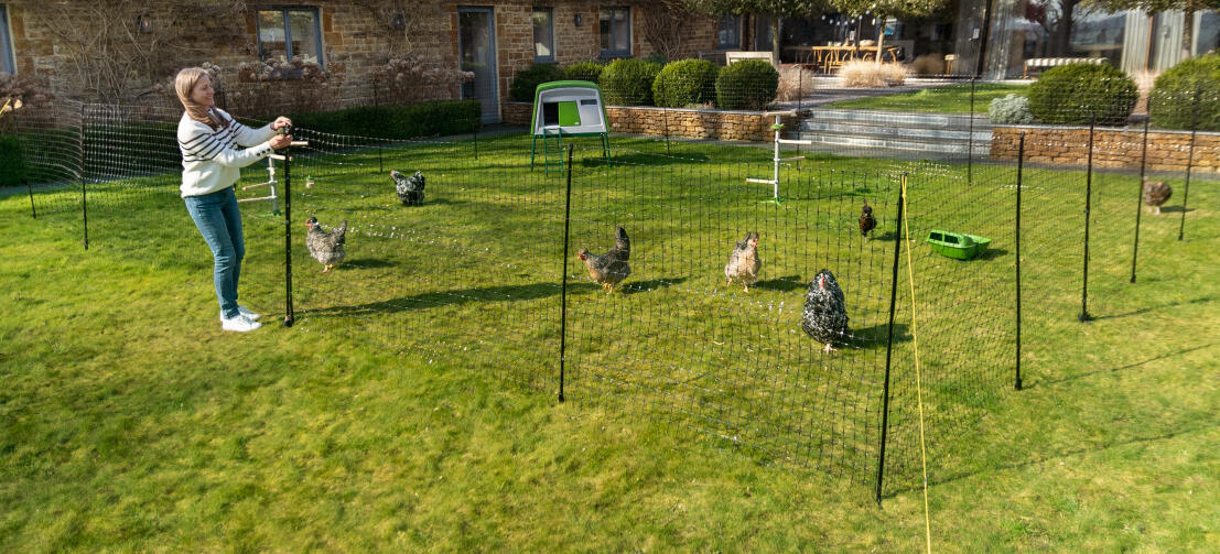 Chickens roaming inside a fenced off area in a garden with a Eglu Cube Chicken Coop.