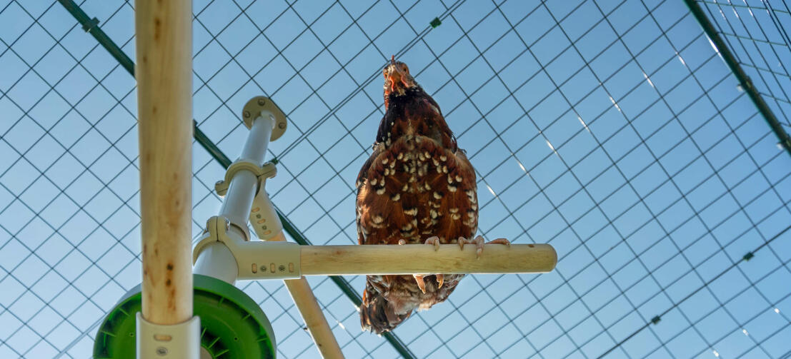 Underneath shot of Chicken perching on Omlet PoleTree Chicken Entertainment System in Omlet Walk in Chicken Run