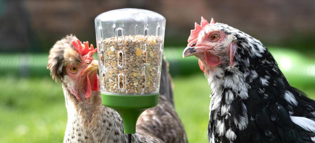 Chickens pecking the Omlet Peck Toy