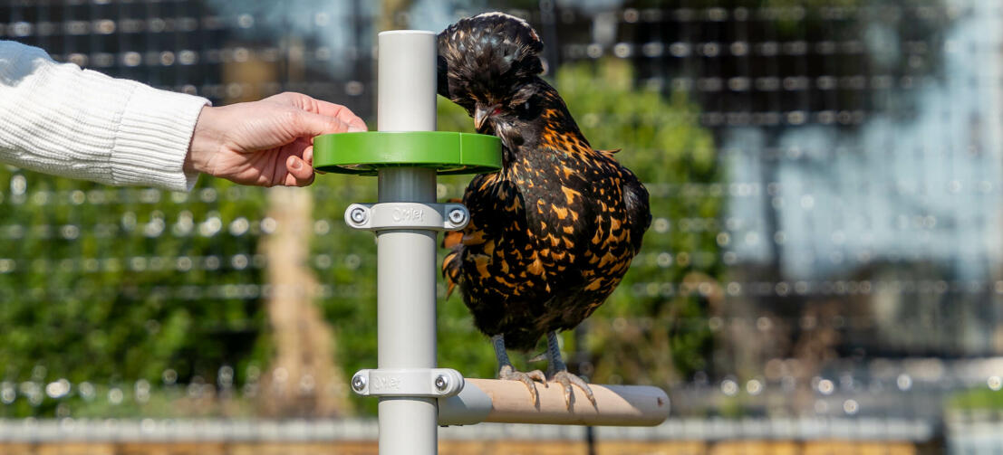 Chicken eating from a treat dish chicken perch accessory filled of snacks