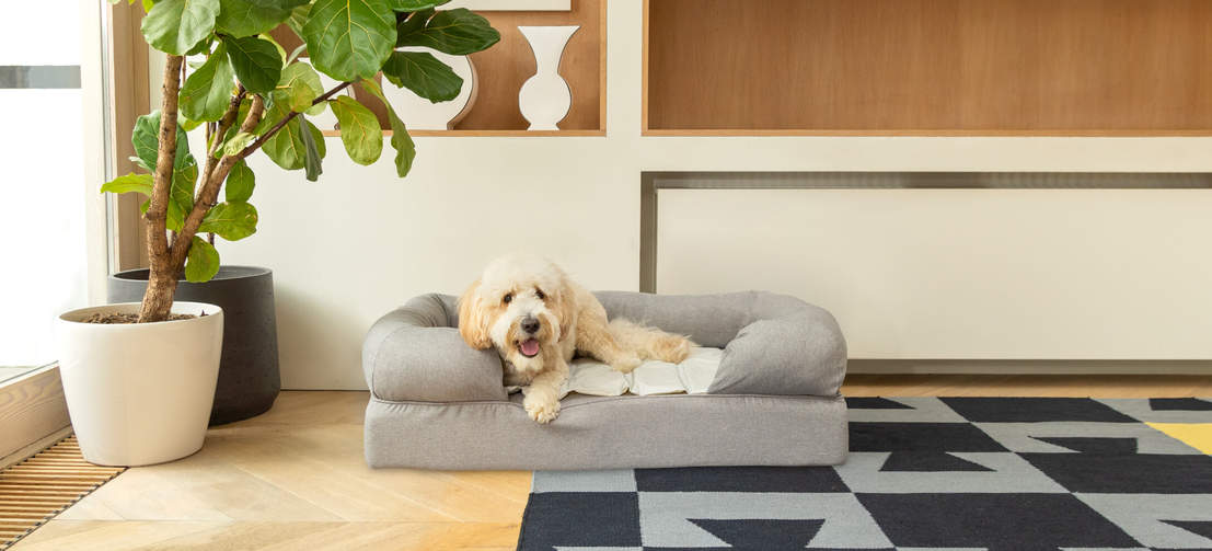 A dog relaxing on an Omlet memory foam dog bed.