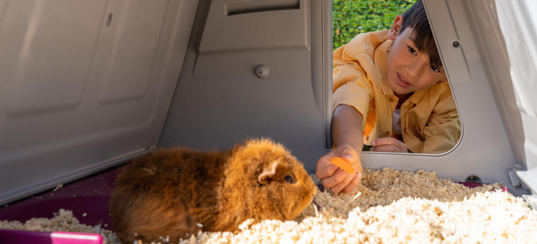 A boy feeding a carrot to his guinea pig through door of Eglu Go Hutch.