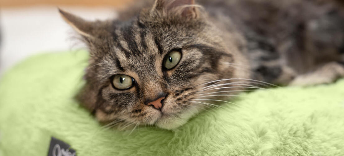 cat resting in a luxury super soft at bed