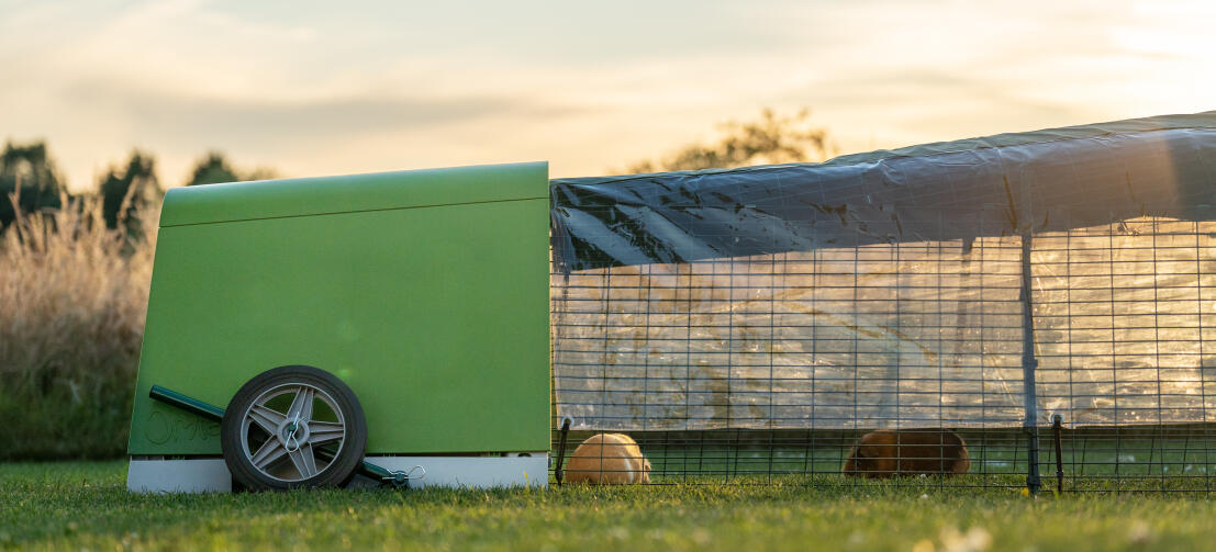 Side view of green Eglu Go Hutch with two guinea pigs inside run, and a Combi Run Cover attached. The Combi Cover is made up of half clear and half green heavy duty plastic to provide your pet with a shady spot as well as a good view of your yard.