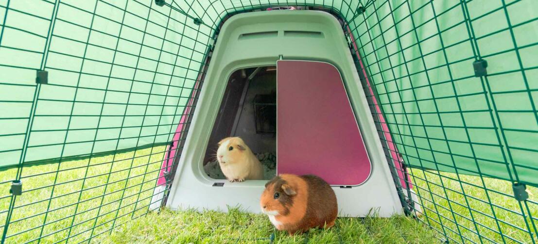 Eglu Go Guinea Pig Hutch Plastic House for Guinea Pigs Omlet