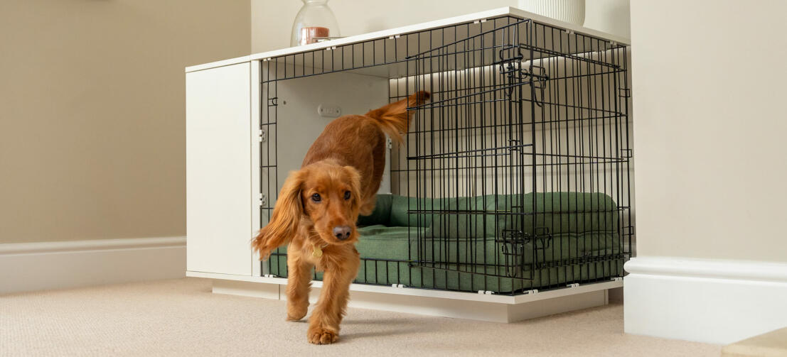 Dog jumping out an indoor dog kennel
