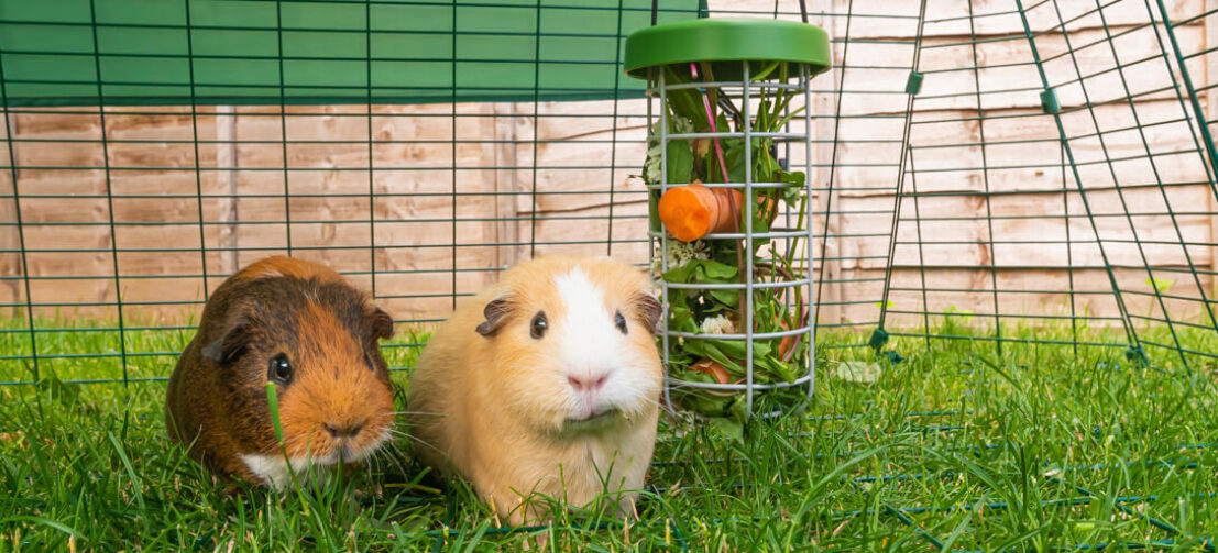 two guinea pigs in a run eating treats from a caddi