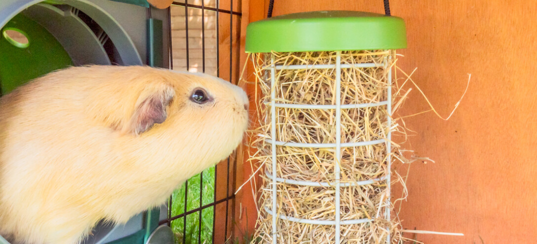 houdini the guinea pig eating hay from a treat caddi in a run