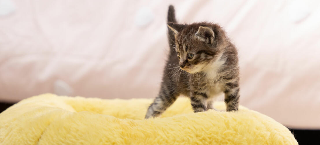 kitten in a super soft yellow donut cat bed