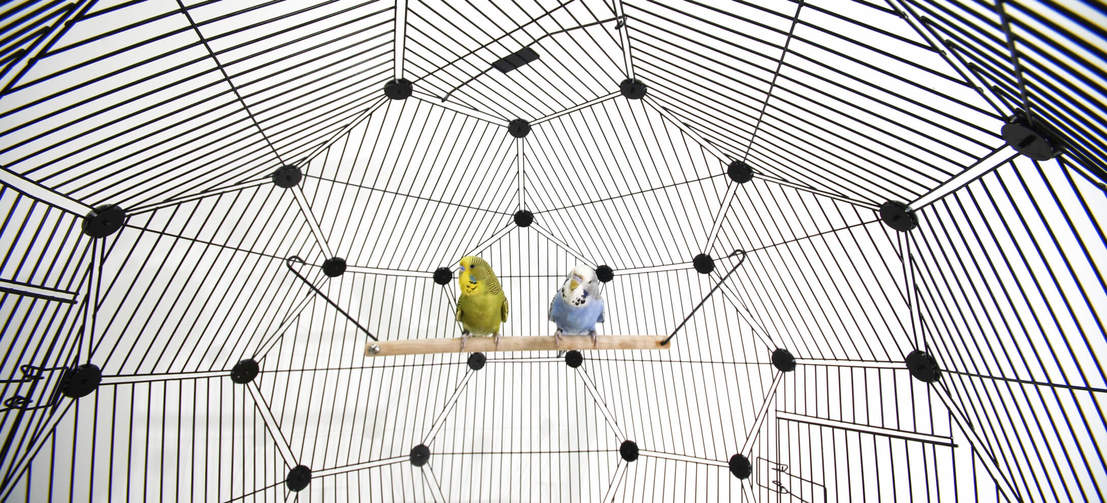 Bird perching inside of Omlet Geo Bird Cage