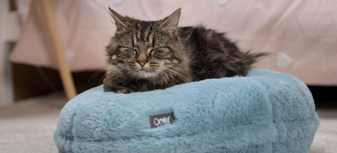 Cat sleeping in a soft blue cat bed