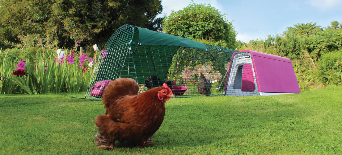 An eglu go chicken coop with run in a garden with three chickens