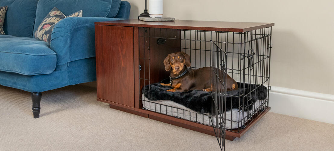 Dog resting inside his dog crate