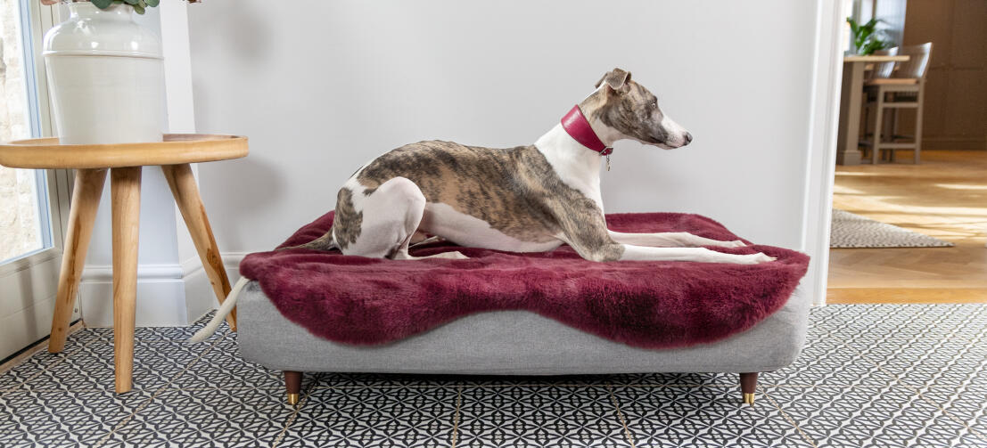 Topology Luxury Dog Beds With Toppers By Omlet Omlet