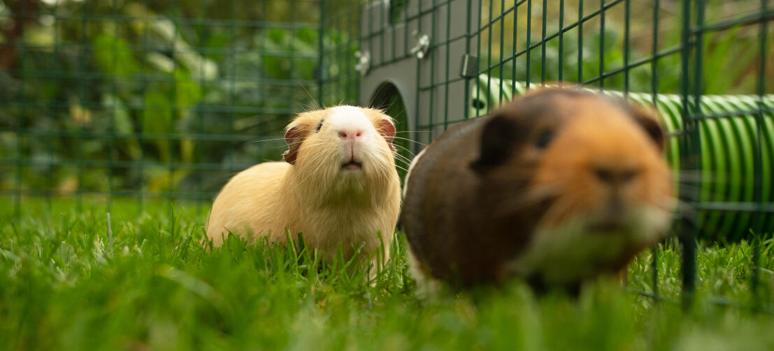 Two guinea pigs inside a playpen connected to a Zippi Tunnel.