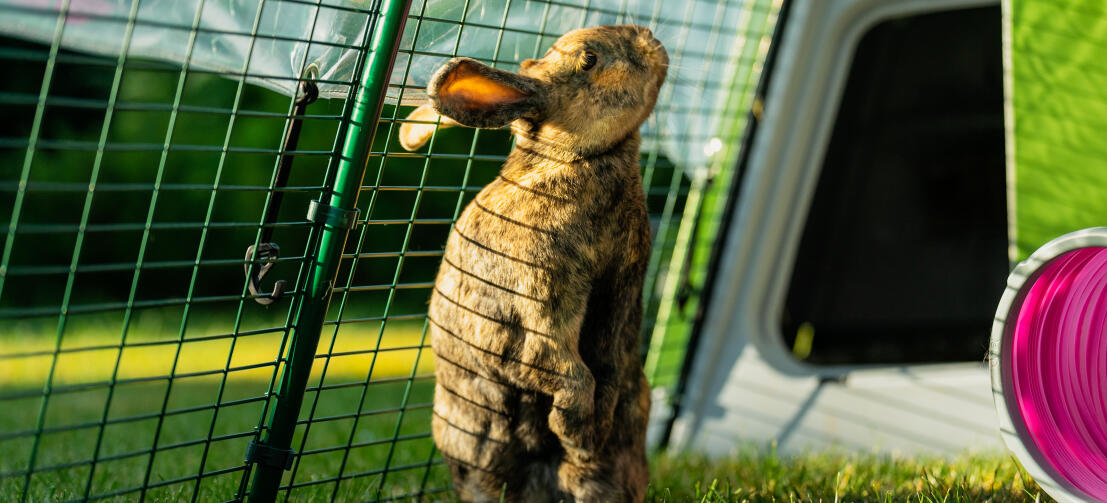 Rabbit stood up inside Eglu Go Hutch run.