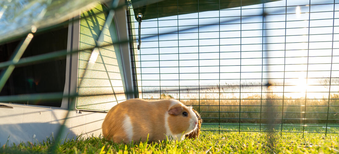A guinea pig stood next to entrance of Eglu Go Hutch inside the attached run.