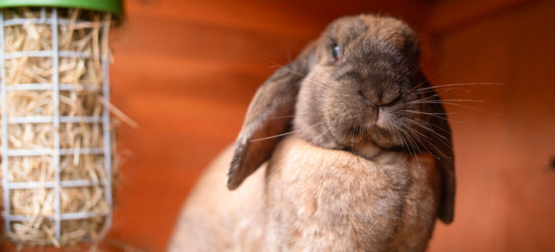 simon the brown bunny rabbit with a treat caddi feeder filled with hay