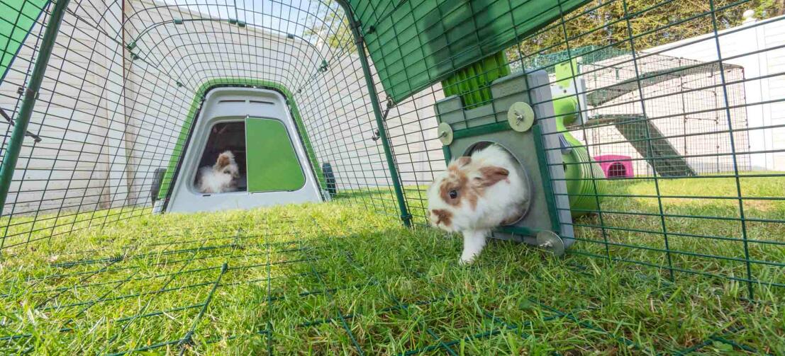 Eglu Go Rabbit Hutch | Plastic House and Run for Rabbits | Omlet