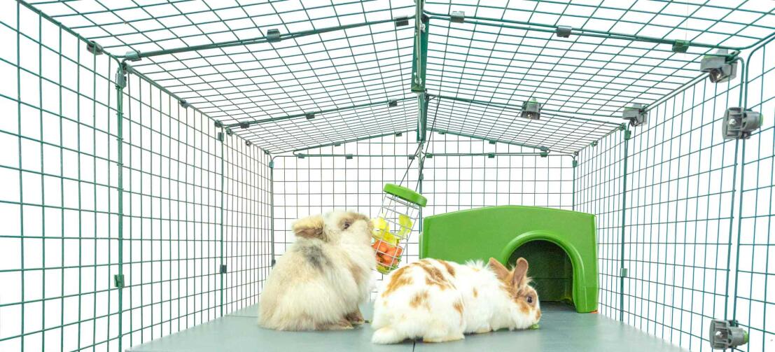 rabbits playing in the rabbit platforms for outdoor runs