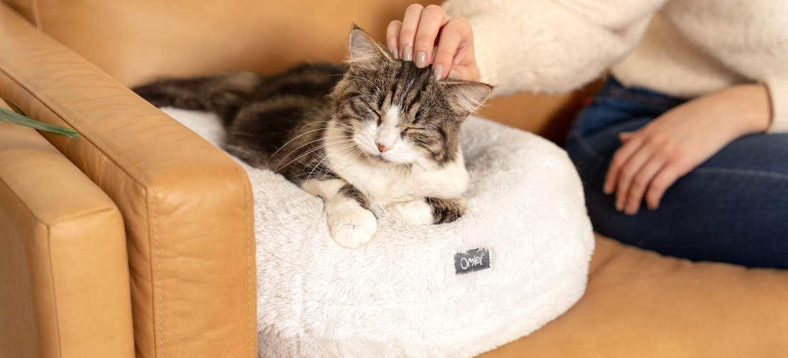 cat sleeping on snowball white donut cat bed