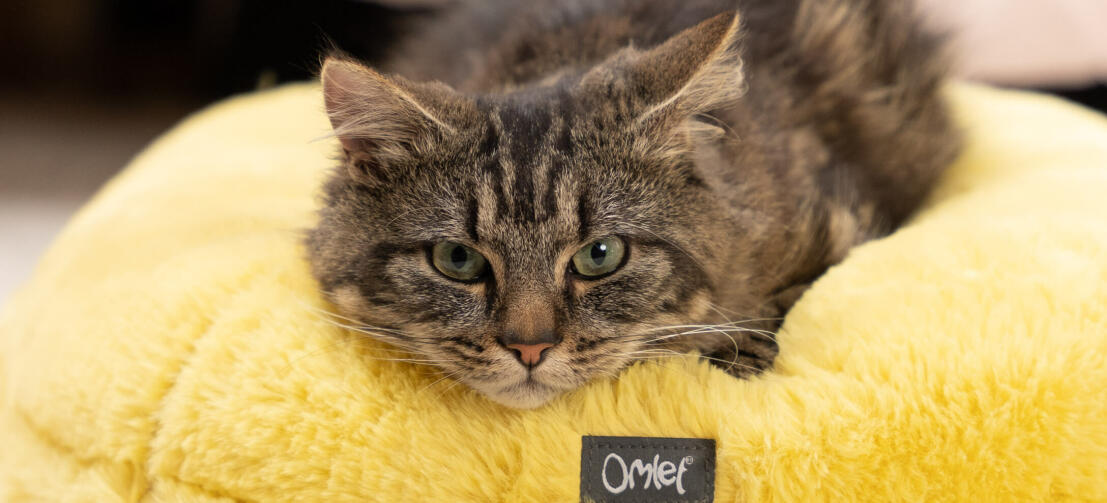 cat relaxing in a yellow super soft donut cat bed