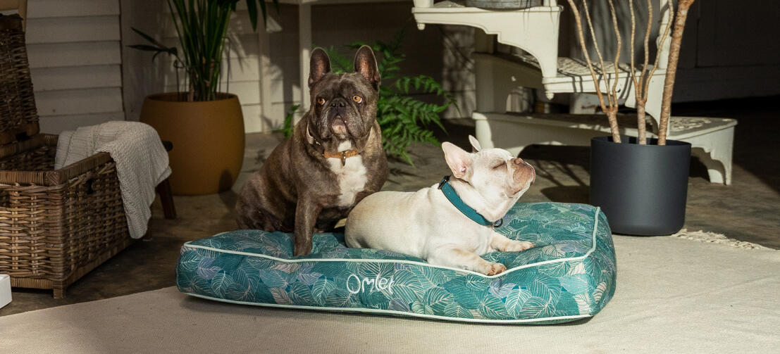 Cushion Dog Bed Omlet