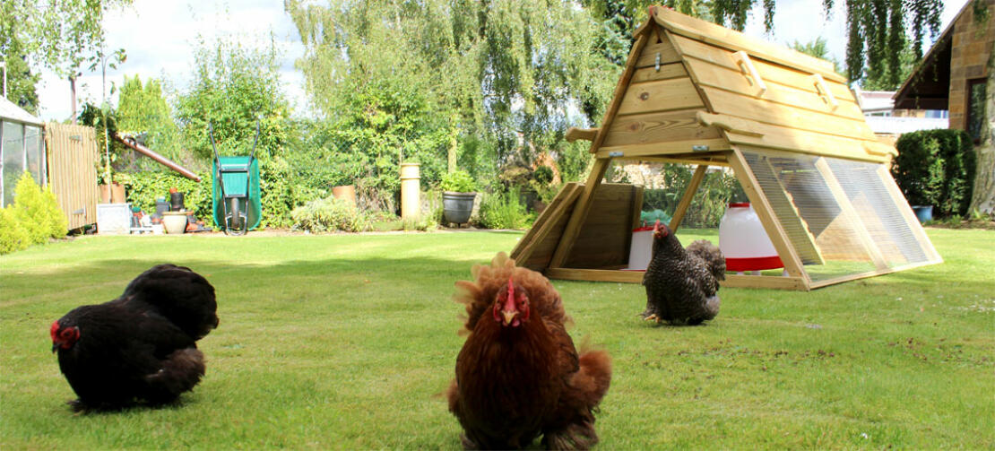 Chickens love to roam around the Boughton henhouse.