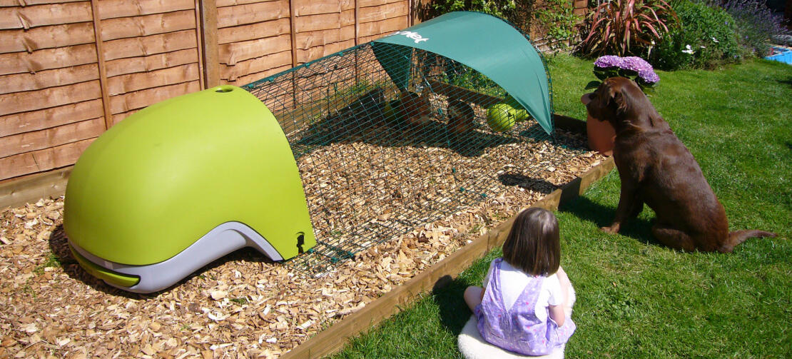 A girl and a dog looking at the chickens inside the chicken run.