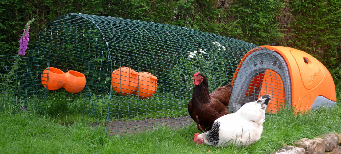 Over Medium Eggs - Beyond The Chicken Coop