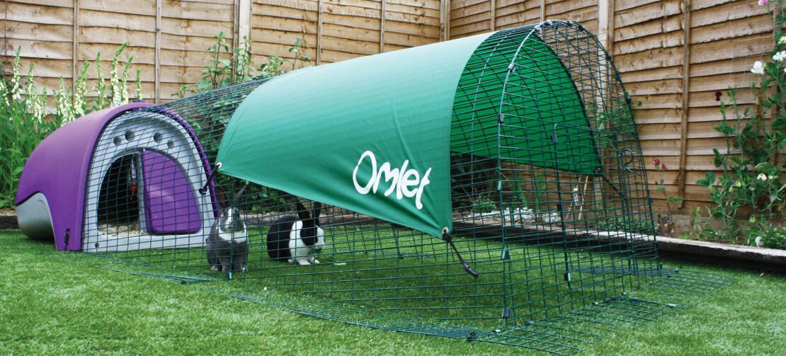 Two rabbits enjoying their Purple Eglu Classic Rabbit Hutch