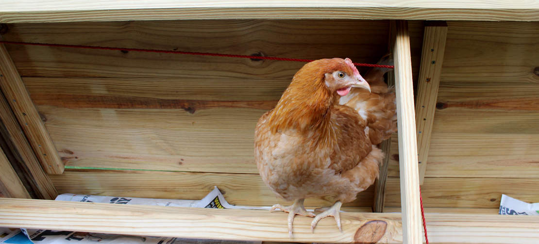 A Gingernut ranger on the perch of the Boughton henhouse