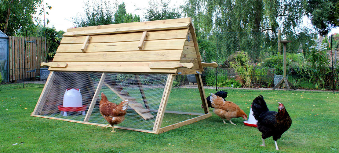 Four chickens pecking around a Boughton Chicken Coop