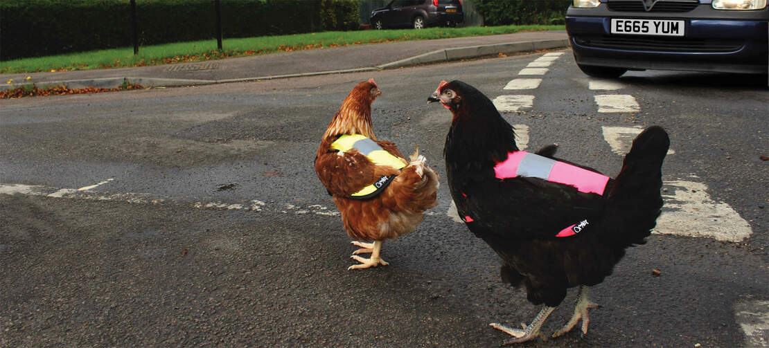 Make sure your chickens are easy to see with a warning waistcoat!