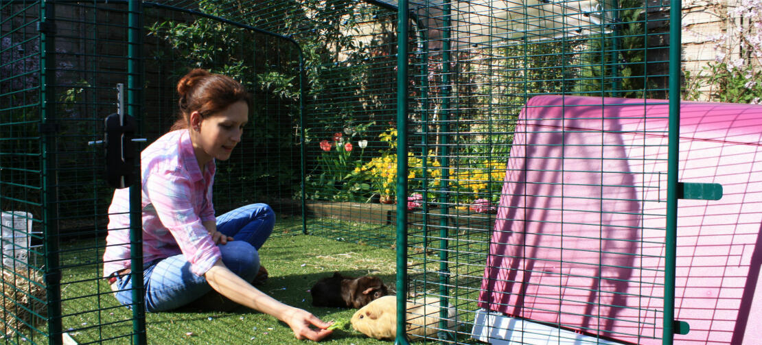 There is plenty of space in the outdoor enclosure to spend time with your guinea pigs.