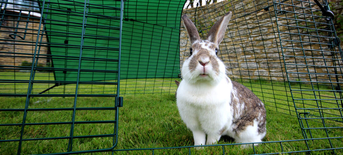 Eglu Go Rabbit Hutch | Plastic House and Run for Rabbits | Omlet
