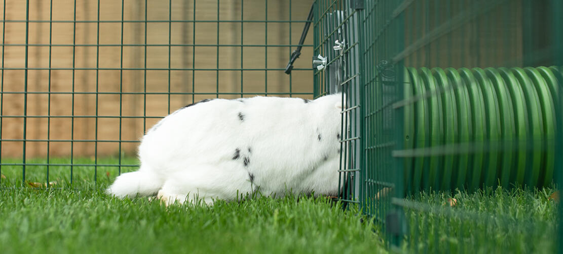 Rabbit entering Omlet Rabbit Zippi Tunnel