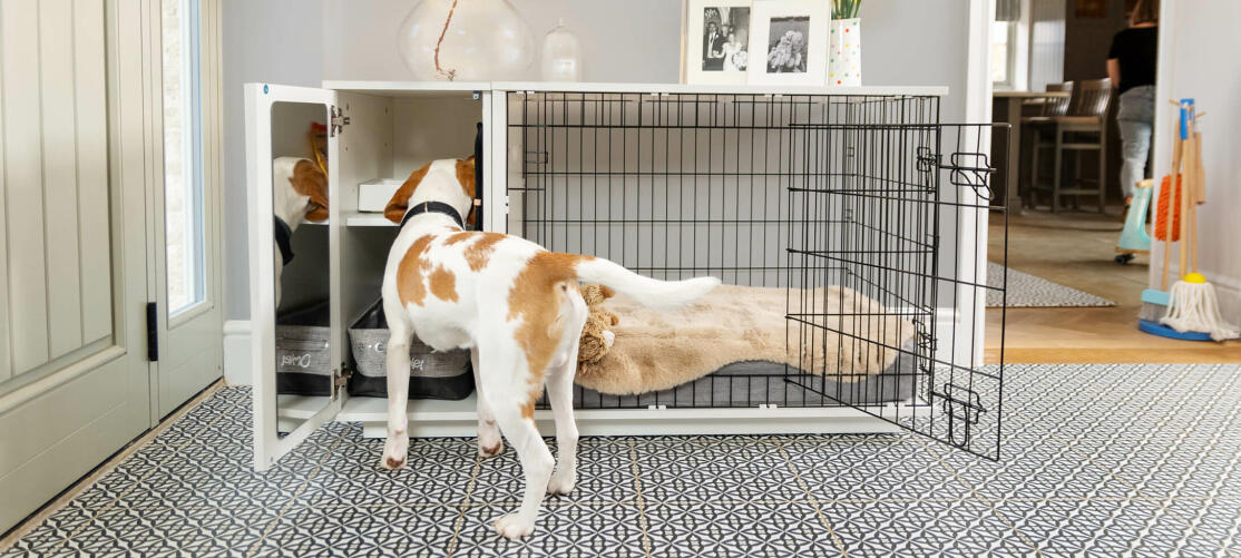 dog looking inside the dog crate wardrobe