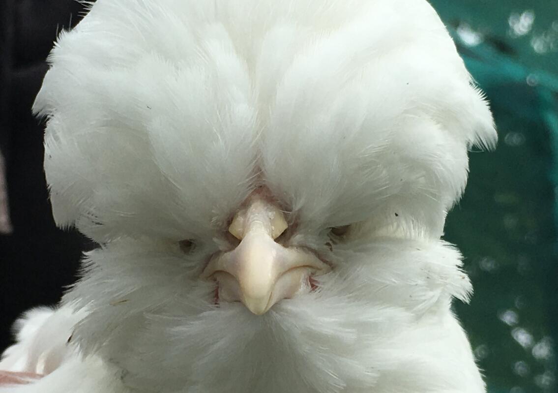 Sultan For Sale Chickens Breed Information Omlet