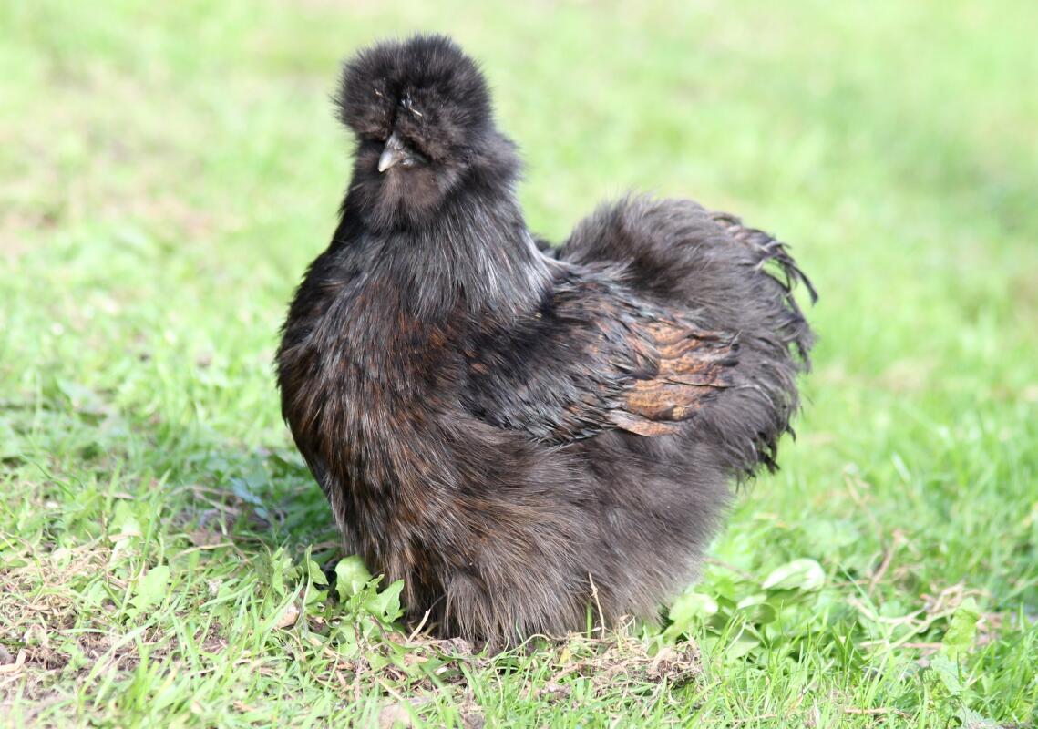 Fresh Look at Silkie For Sale Chickens Breed Information