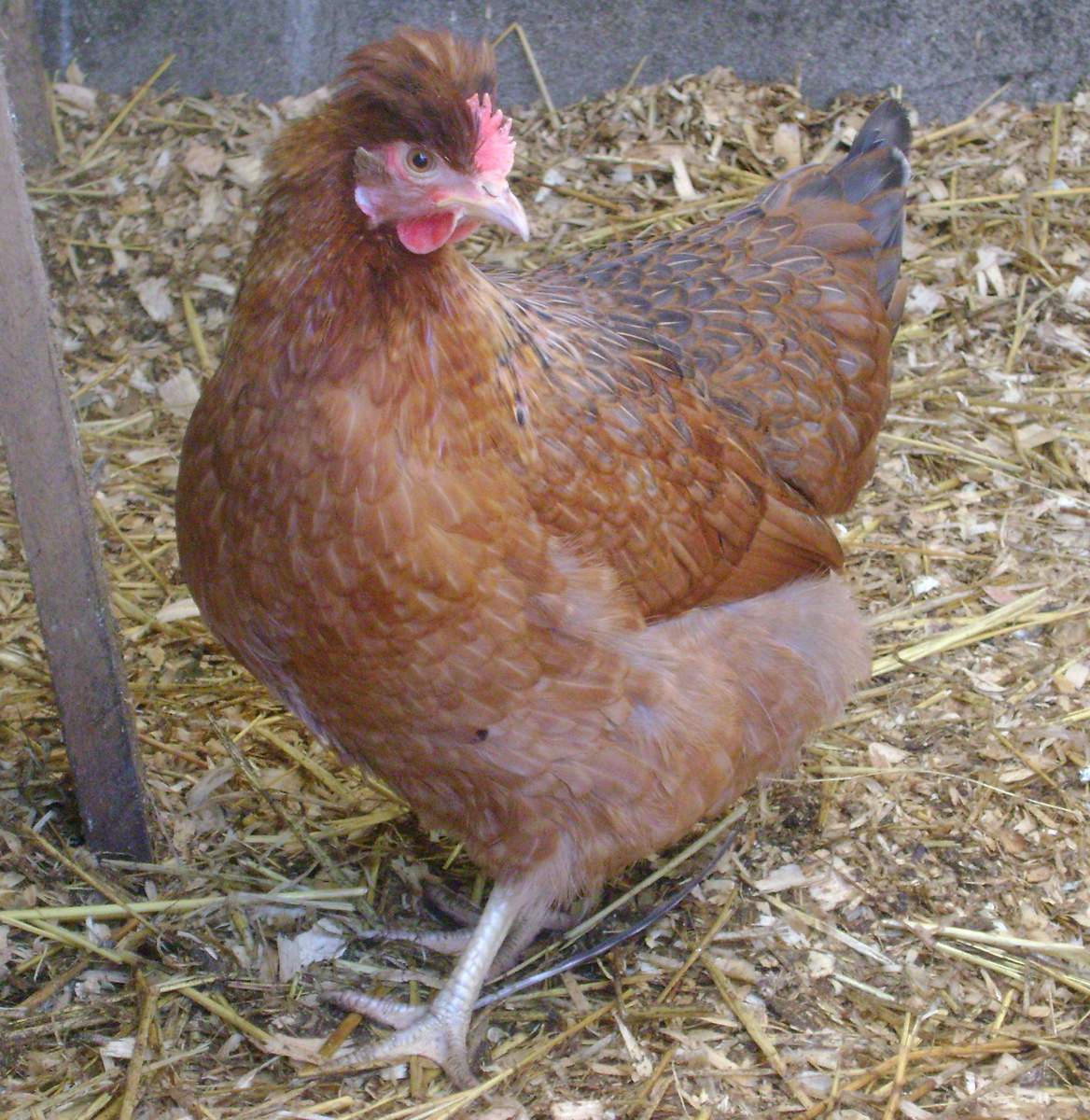 Hybrid For Sale | Chickens | Breed Information | Omlet