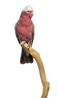 Galah