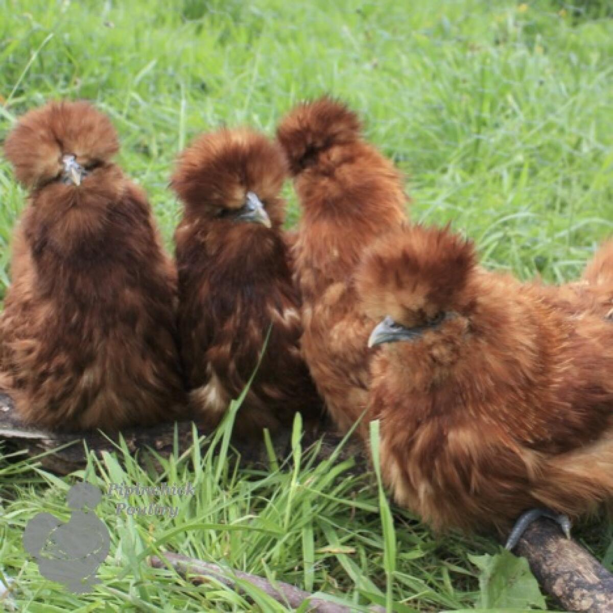 Silkie Chickens Silkie For Sale Chicken Breeds