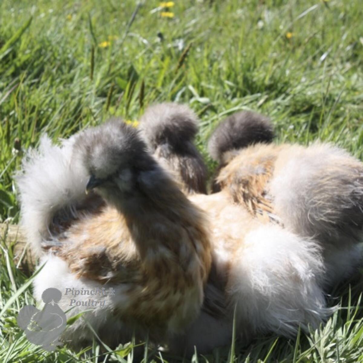 Silkie Chickens Silkie For Sale Chicken Breeds