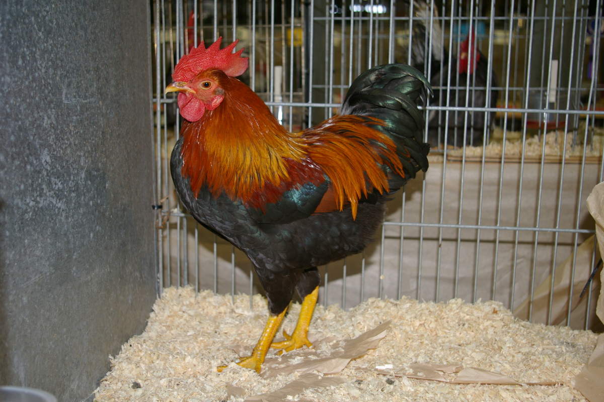 Plymouth Rock Bantam For Sale Chickens Breed Information Omlet