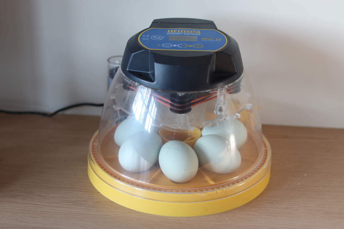 Artificial Incubation Incubation Incubation Guide Omlet UK
