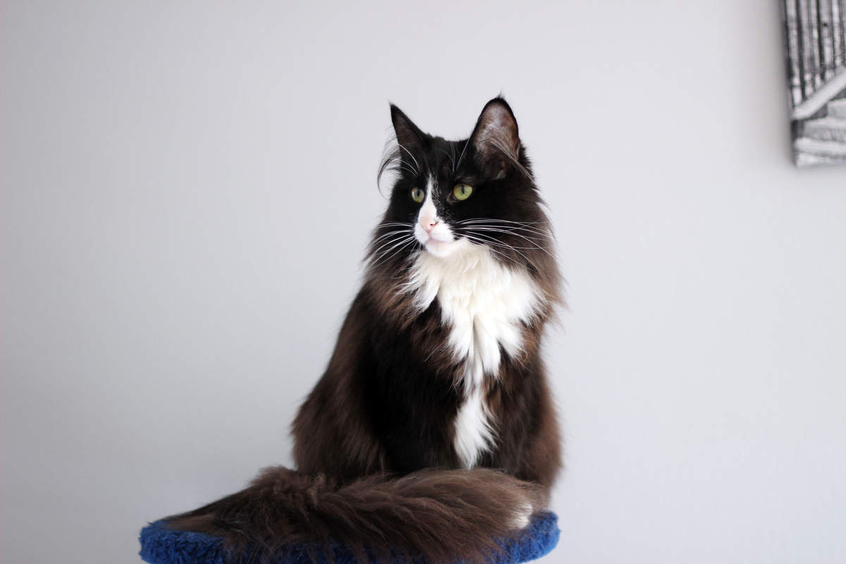 Norwegian Forest Cat Cats Breed Information Omlet