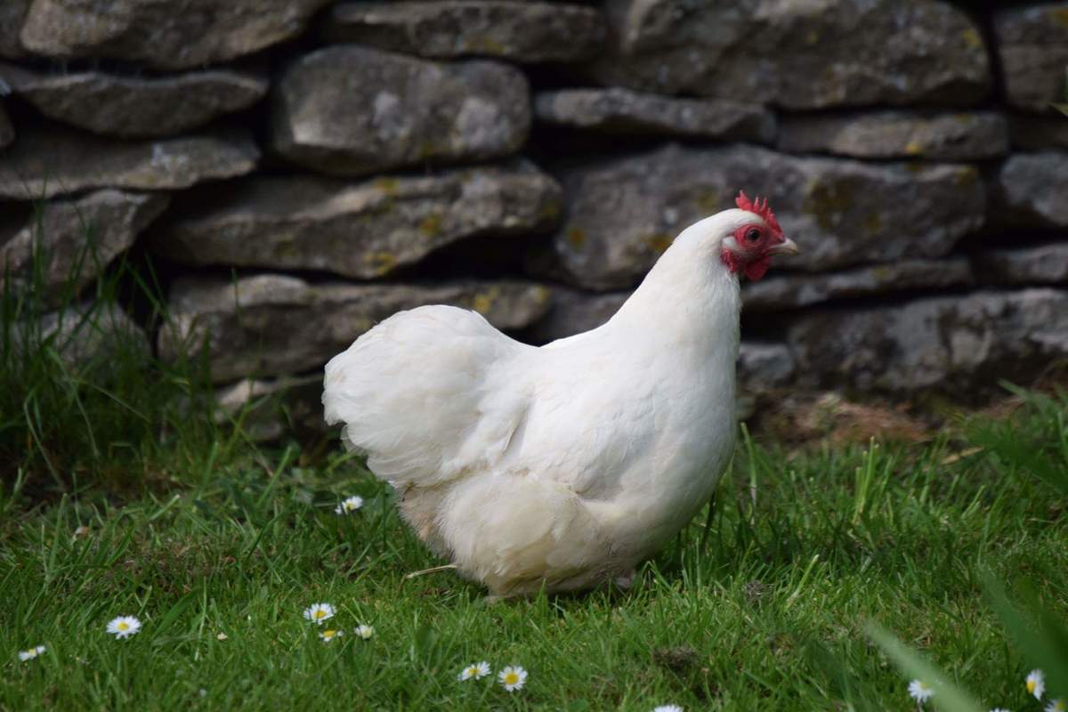 Pekin Bantam For Sale Chickens Breed Information Omlet 