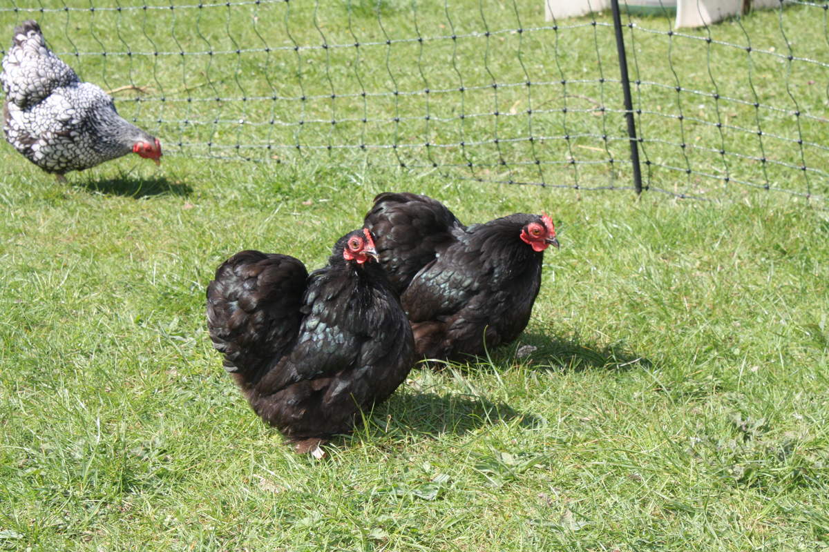 Pekin Bantam For Sale Chickens Breed Information Omlet