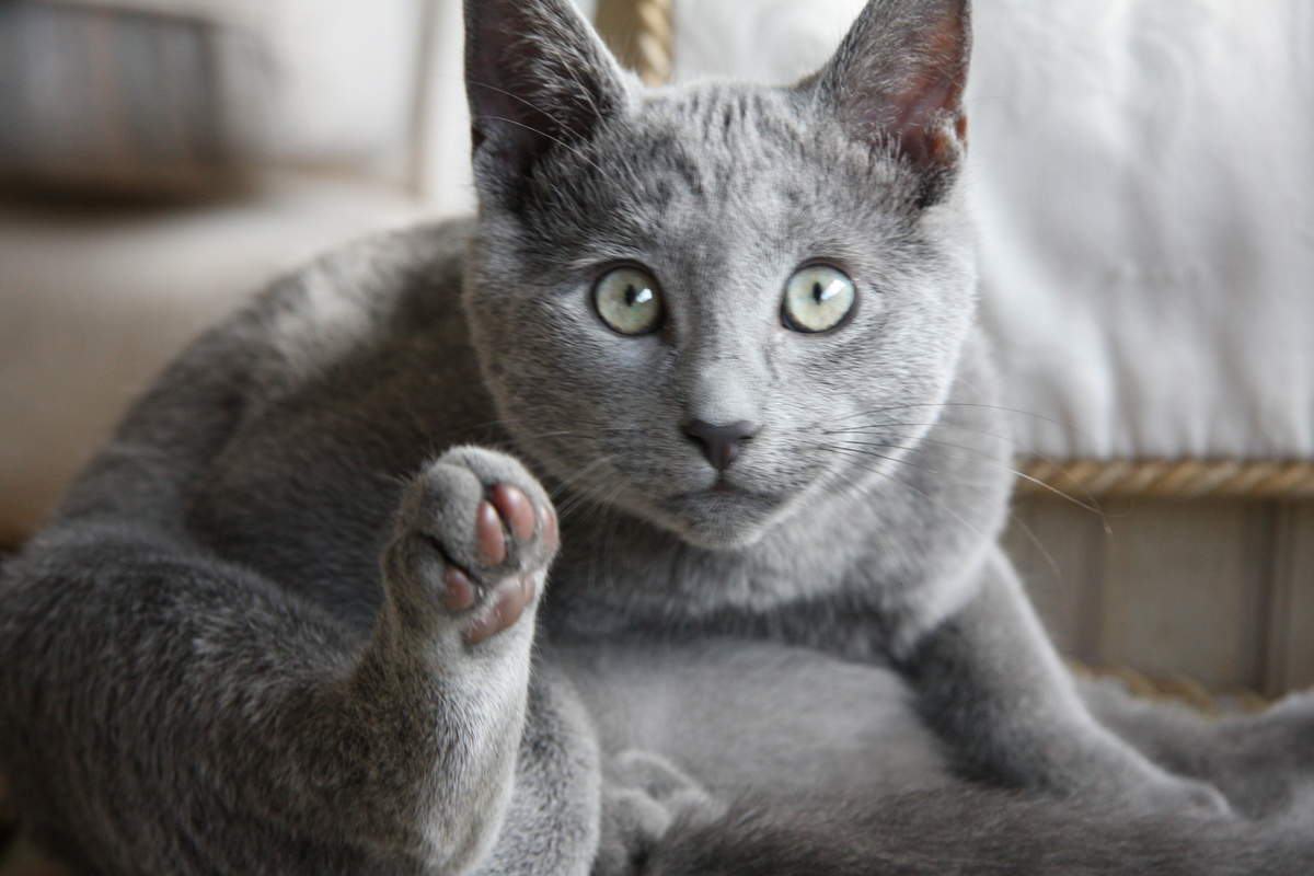 Long Haired Russian Blue Cats: A Comprehensive Guide - wide 3
